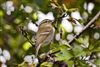 Yellow-browed Warbler