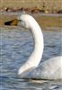 Whooper Swan