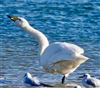 Whooper Swan