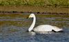 Whooper Swan