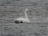 Whooper Swan