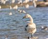 Whooper Swan