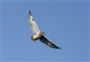 Short-eared Owl