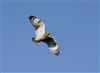 Short-eared Owl