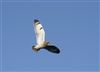 Short-eared Owl