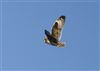 Short-eared Owl