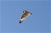 Short-eared Owl