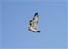 Short-eared Owl