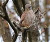 Kestrel