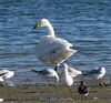 Whooper Swan