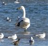 Whooper Swan