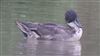 Pintail