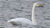 Whooper Swan