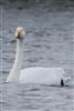 Whooper Swan