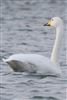 Whooper Swan