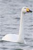 Whooper Swan