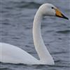 Whooper Swan