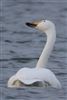 Whooper Swan