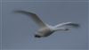 Whooper Swan