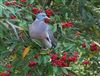 Woodpigeon