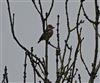 Hawfinch