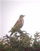 Mistle Thrush