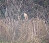 Barn Owl