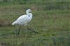 Great White Egret