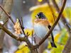 Brambling