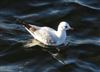 Black-headed Gull