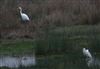 Great White Egret