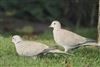 Collared Dove