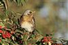 Fieldfare