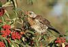 Fieldfare