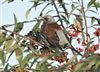 Fieldfare