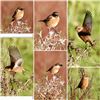 Stonechat