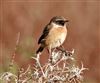 Stonechat