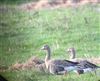 White-fronted Goose