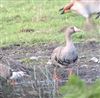 White-fronted Goose