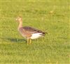 White-fronted Goose