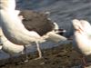 Great Black-backed Gull