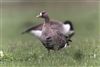 White-fronted Goose