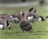 White-fronted Goose