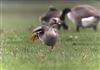 White-fronted Goose