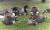 White-fronted Goose