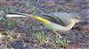 Grey Wagtail