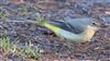 Grey Wagtail