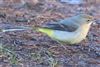 Grey Wagtail