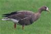 White-fronted Goose