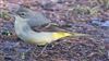 Grey Wagtail